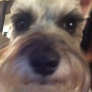 Meet your Posher, Chii